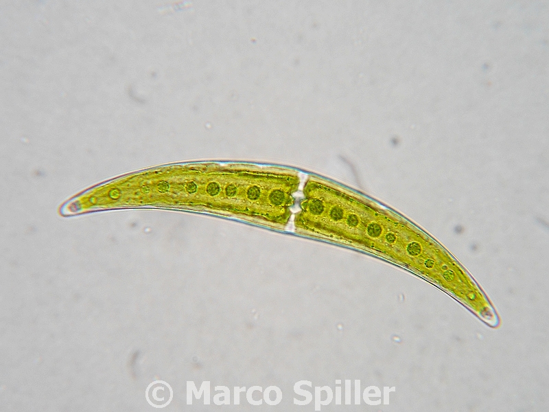 Closterium moniliferum